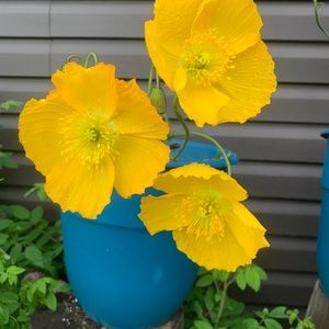 Meet your Posher, Heidi